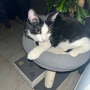 Mignon participe au concours pour gagner de l'argent avec cette photo : animal, black_and_white, cat, cat_tree, close_up, domestic_cat, ears, feline, fur, home, houseplant, indoor, paws, perch, pet, plant, resting, tile_floor, whiskers, yellow_eyes