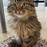 Lapin a rejoint le concours — aidez-le/la à gagner de superbes lots ! cat, tabby, fluffy, wide_eyes, sitting, indoor, patterned_cloth, furniture, floor, whiskers, tail, ears, fur, close_up, pet, domestic_animal, cute, animal, portrait, kitchen