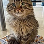 cat, tabby, fluffy, wide_eyes, sitting, indoor, patterned_cloth, furniture, floor, whiskers, tail, ears, fur, close_up, pet, domestic_animal, cute, animal, portrait, kitchen