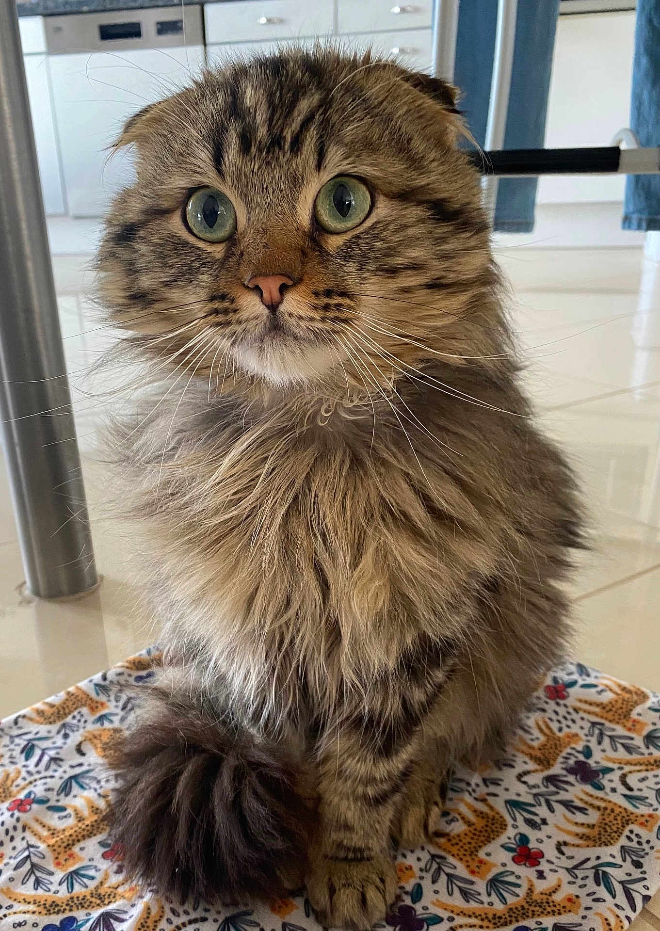 Lapin a rejoint le concours — aidez-le/la à gagner de superbes lots ! cat, tabby, fluffy, wide_eyes, sitting, indoor, patterned_cloth, furniture, floor, whiskers, tail, ears, fur, close_up, pet, domestic_animal, cute, animal, portrait, kitchen