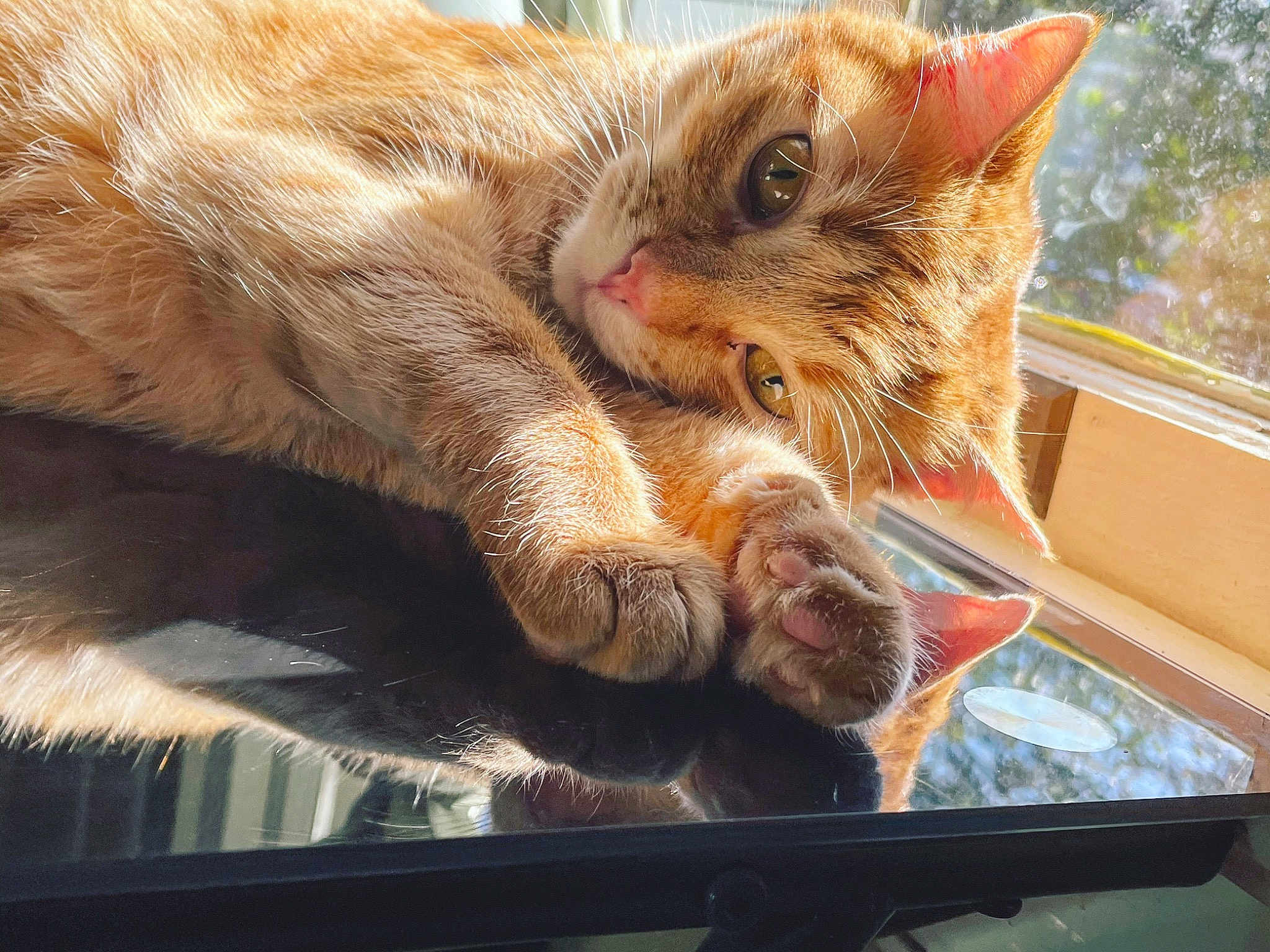 Cosmo