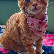 Hollywood joined the competition — help win amazing prizes! bandana, bed, big_eyes, blanket, cat, cozy, curious, ears, feline, fur, ginger_cat, indoor, kitten, pet, pink_bandana, portrait, pumpkin_pattern, sitting, whiskers, window
