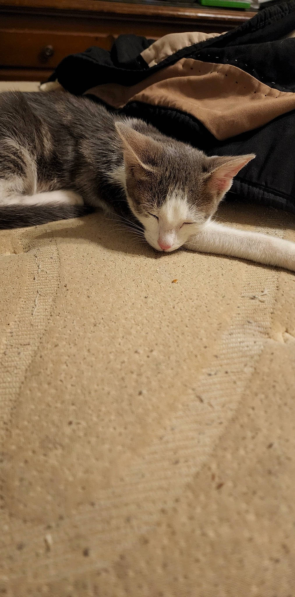 Marble joined the competition — help win amazing prizes! carnivore, cat, claw, close_up, domestic_short_haired_cat, eye, fawn, felidae, flooring, fur, grey, paw, small_to_medium_sized_cats, snout, soil, tail, terrestrial_animal, whiskers, wildlife, wood