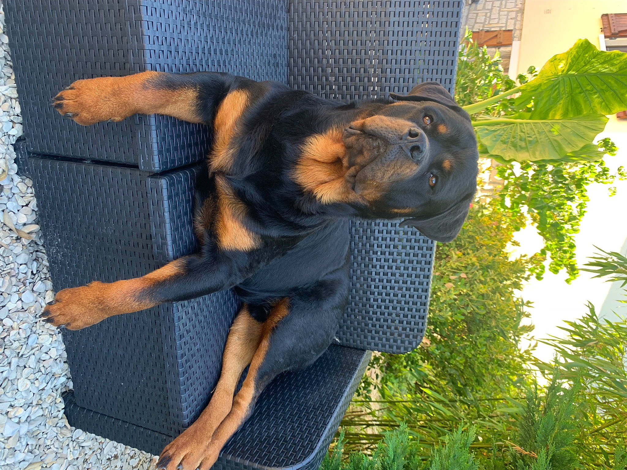 Sarko participe au concours pour gagner de l'argent avec cette photo : dog_breed, electric_blue, fur, grass, human_leg, plant, sporting_group, thigh, tree