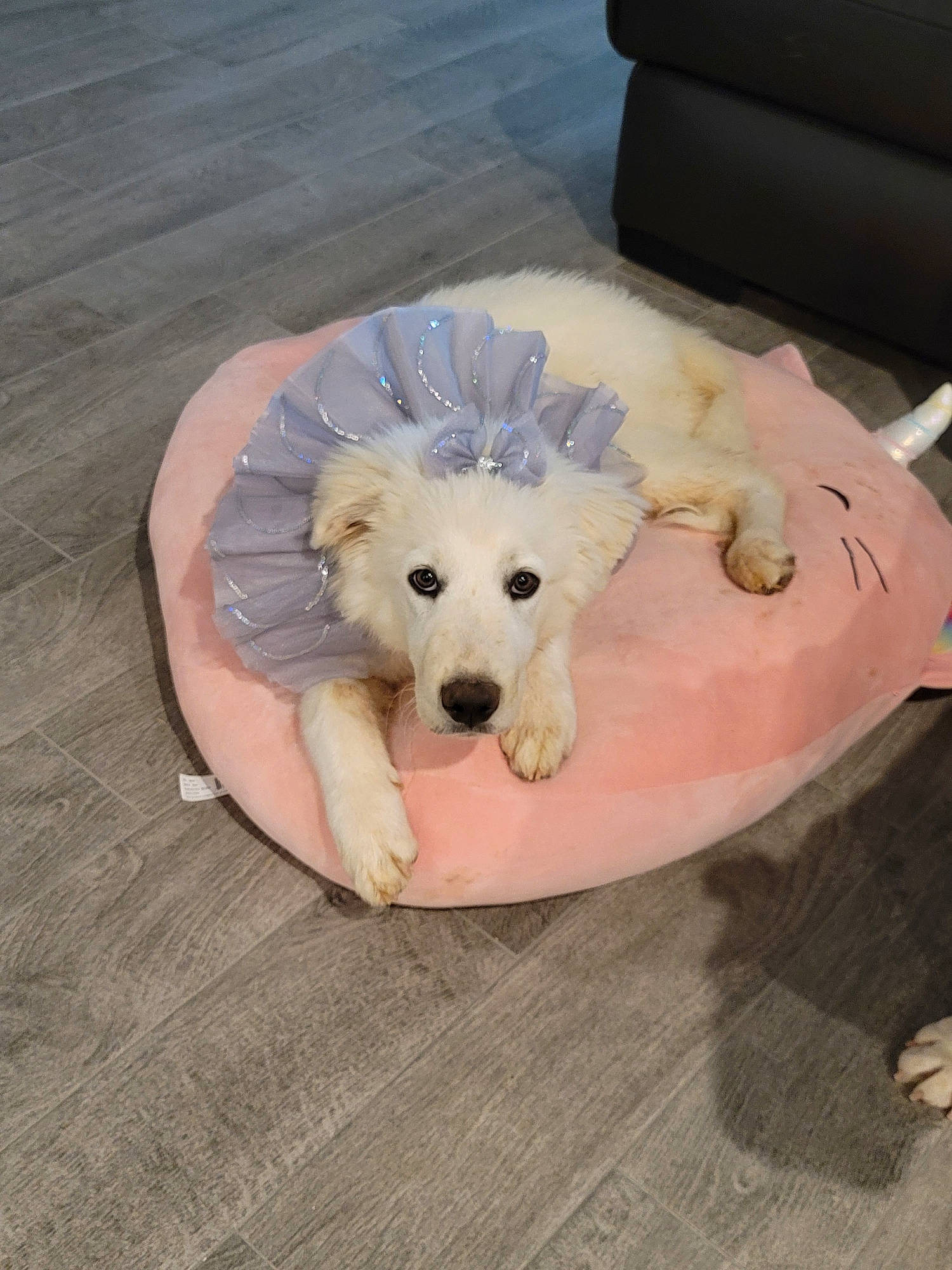 Aiko is registered to the contest to win money with this photo: aircraft, canidae, carnivore, companion_dog, couch, dog, dog_breed, dog_supply, fang, flooring, labradoodle, paw, pet_supply, sporting_group, tail, terrier, toy, toy_dog, wood, working_animal