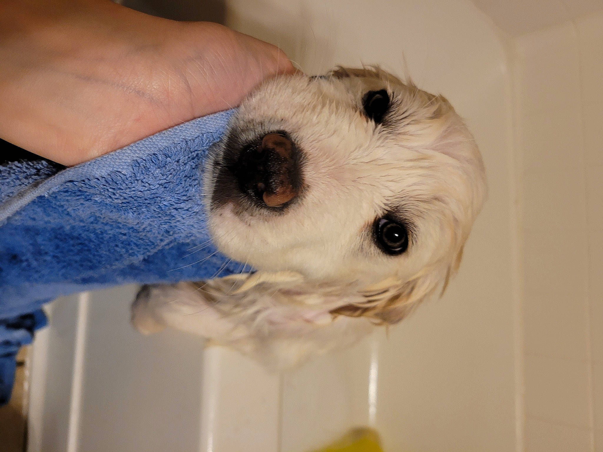 Aiko is registered to the contest to win money with this photo: canidae, carnivore, companion_dog, dog, dog_breed, ear, fawn, fur, nail, parrot, puppy, snout, sporting_group, sports_equipment, stuffed_toy, toy, toy_dog, whiskers, working_animal, wrist