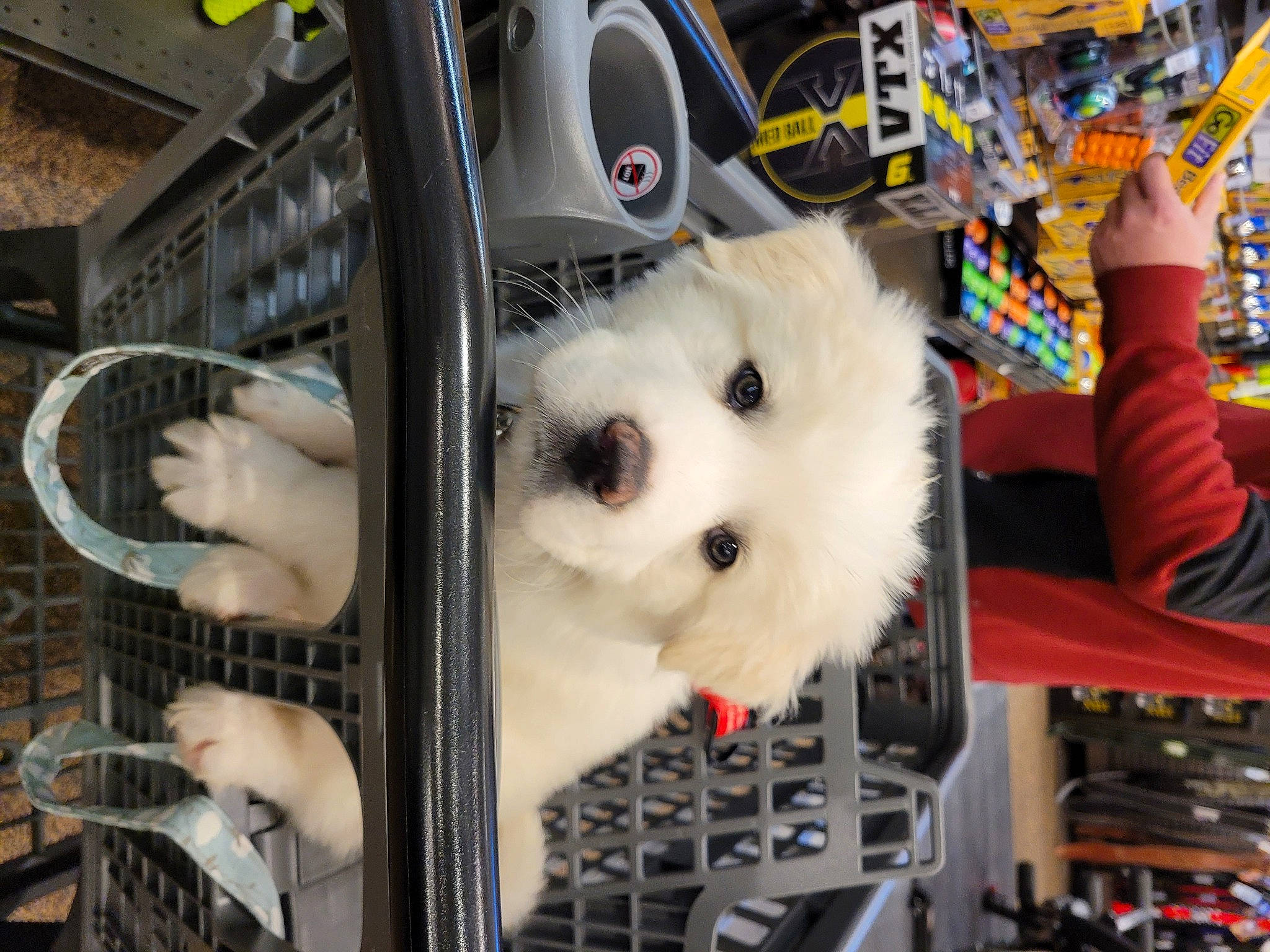 Aiko is registered to the contest to win money with this photo: animal_shelter, cage, canidae, carnivore, collection, companion_dog, dog, dog_breed, dog_supply, fur, mammal, pet_supply, pomeranian, samoyed, service, snout, spitz, sporting_group, toy, toy_dog