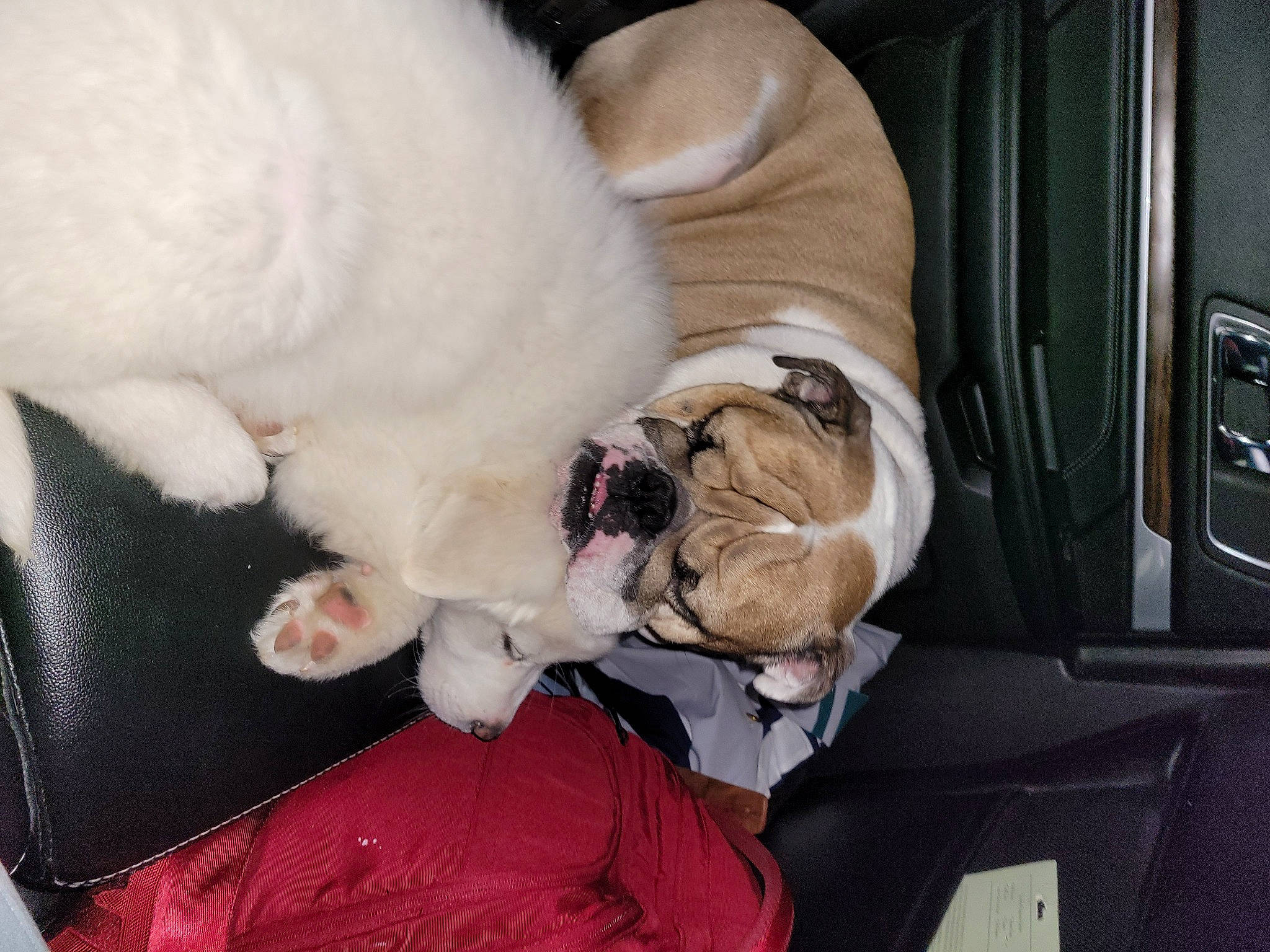 Aiko is registered to the contest to win money with this photo: auto_part, canidae, carnivore, collar, comfort, companion_dog, dog, dog_breed, family_car, fawn, felidae, fur, nap, personal_luxury_car, small_to_medium_sized_cats, snout, sporting_group, tail, vehicle_door, whiskers