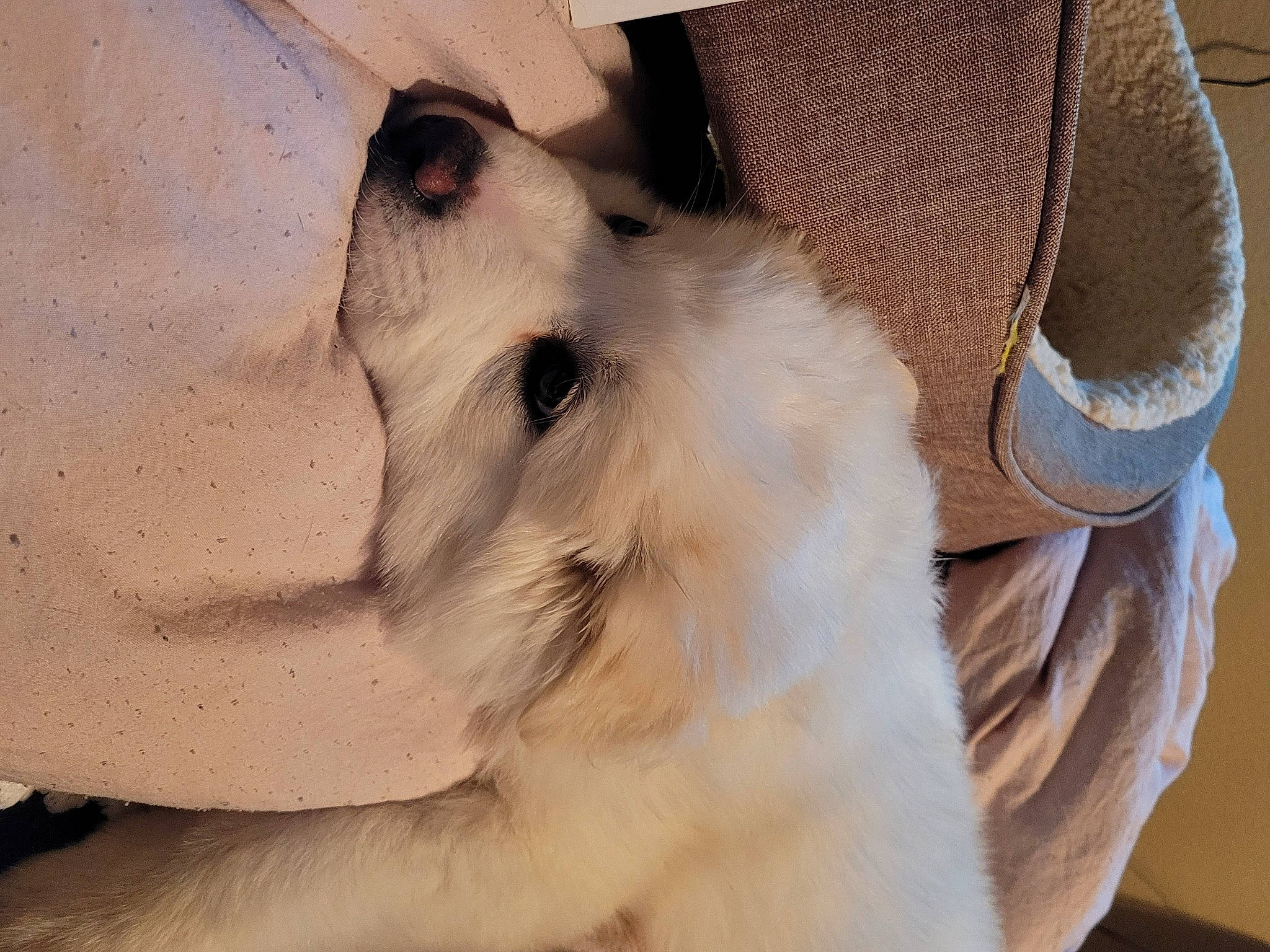 Aiko joined the competition — help win amazing prizes! canidae, carnivore, companion_dog, dog, dog_breed, fawn, felidae, fur, mammal, paw, small_terrier, small_to_medium_sized_cats, snout, sporting_group, terrier, toy, toy_dog, vertebrate, whiskers, working_animal