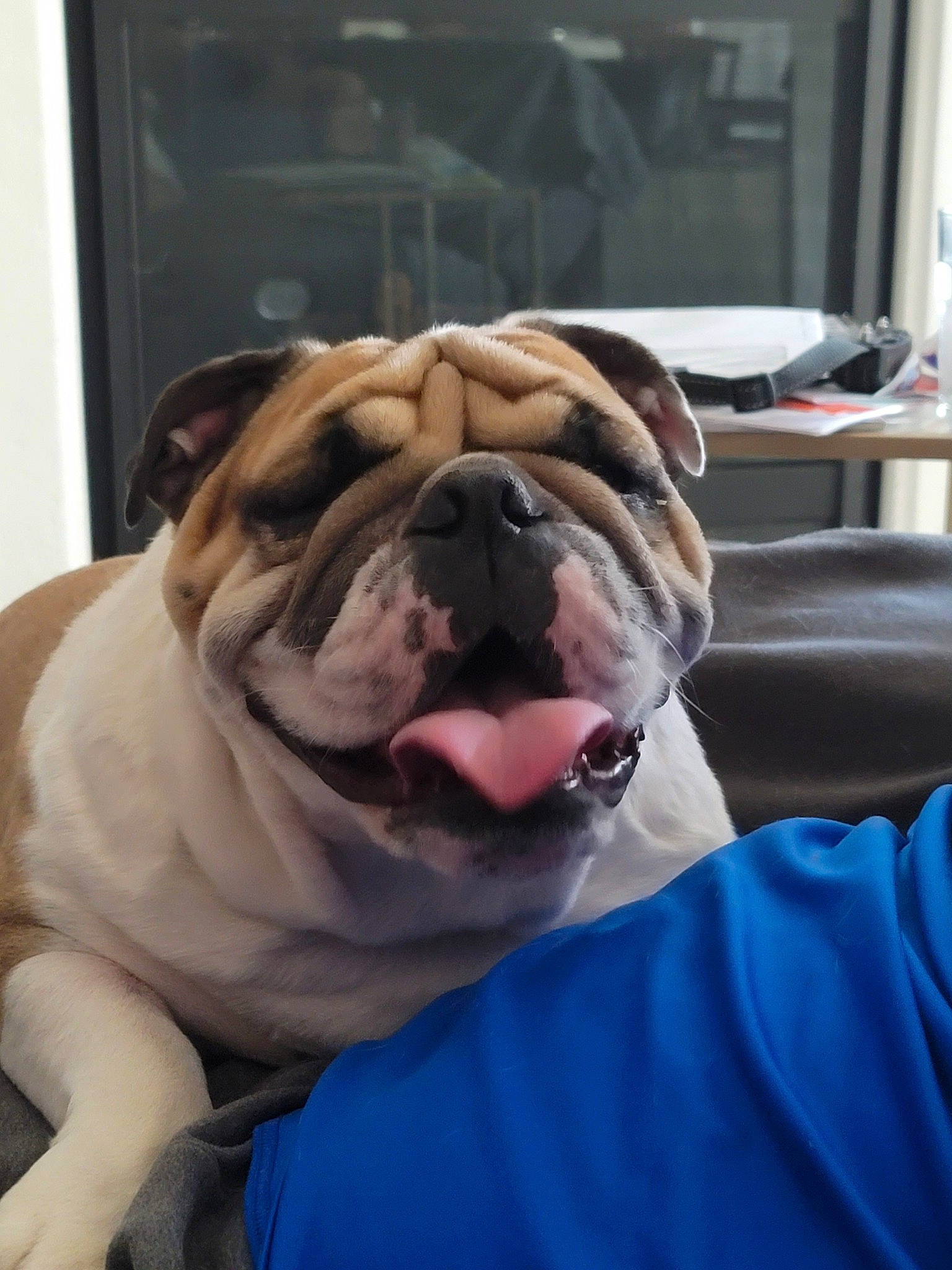 Tank is registered to the contest to win money with this photo: bulldog, canidae, carnivore, collar, comfort, companion_dog, dog, dog_breed, dog_collar, electric_blue, fawn, fur, leash, molosser, snout, sporting_group, toy_dog, working_animal, working_dog, wrinkle