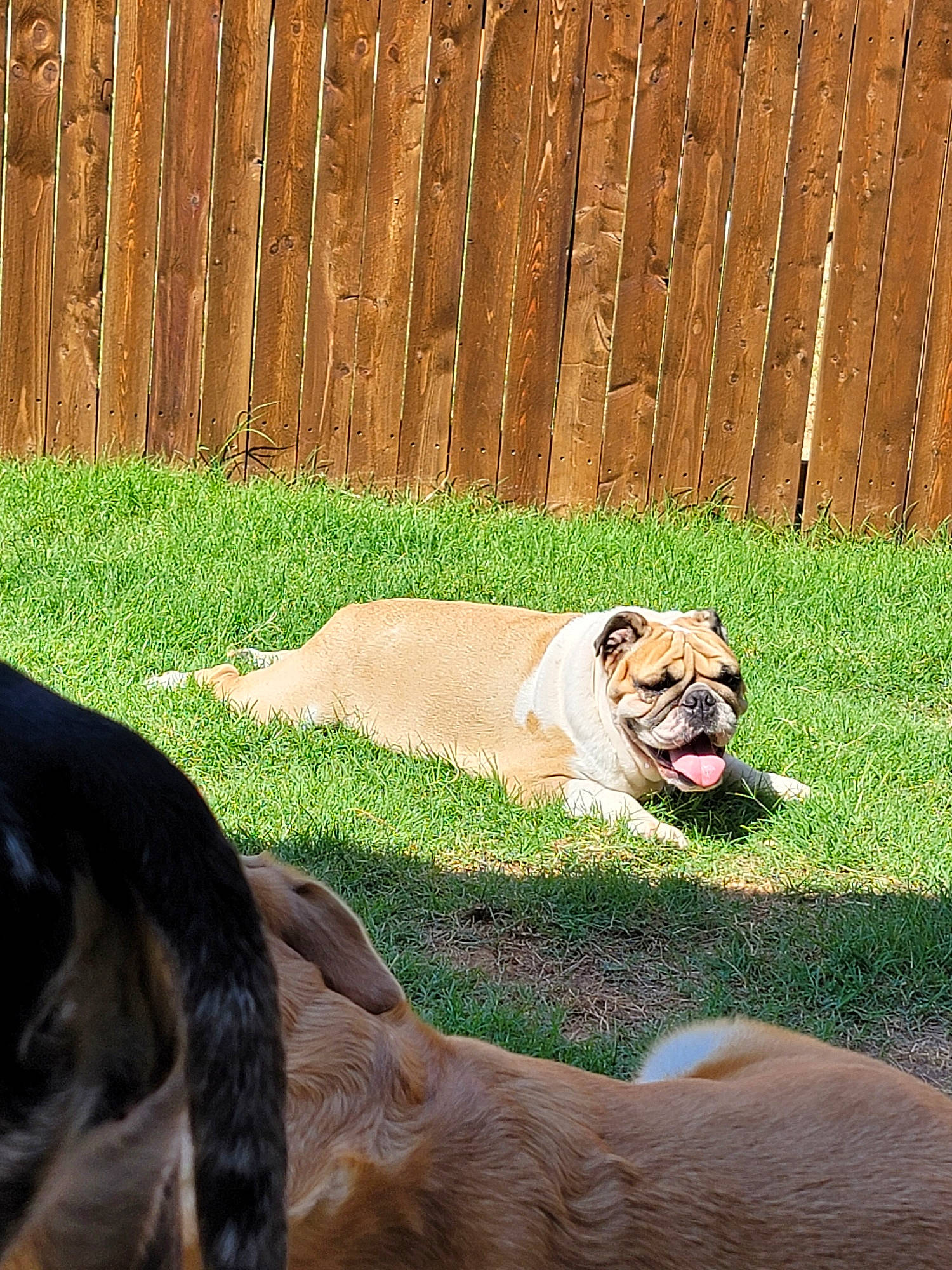 Tank joined the competition — help win amazing prizes! big_cats, canidae, carnivore, comfort, companion_dog, dog, dog_breed, fawn, felidae, fence, grass, landscape, plant, snout, sporting_group, tail, terrestrial_animal, wildlife, wood, wrinkle