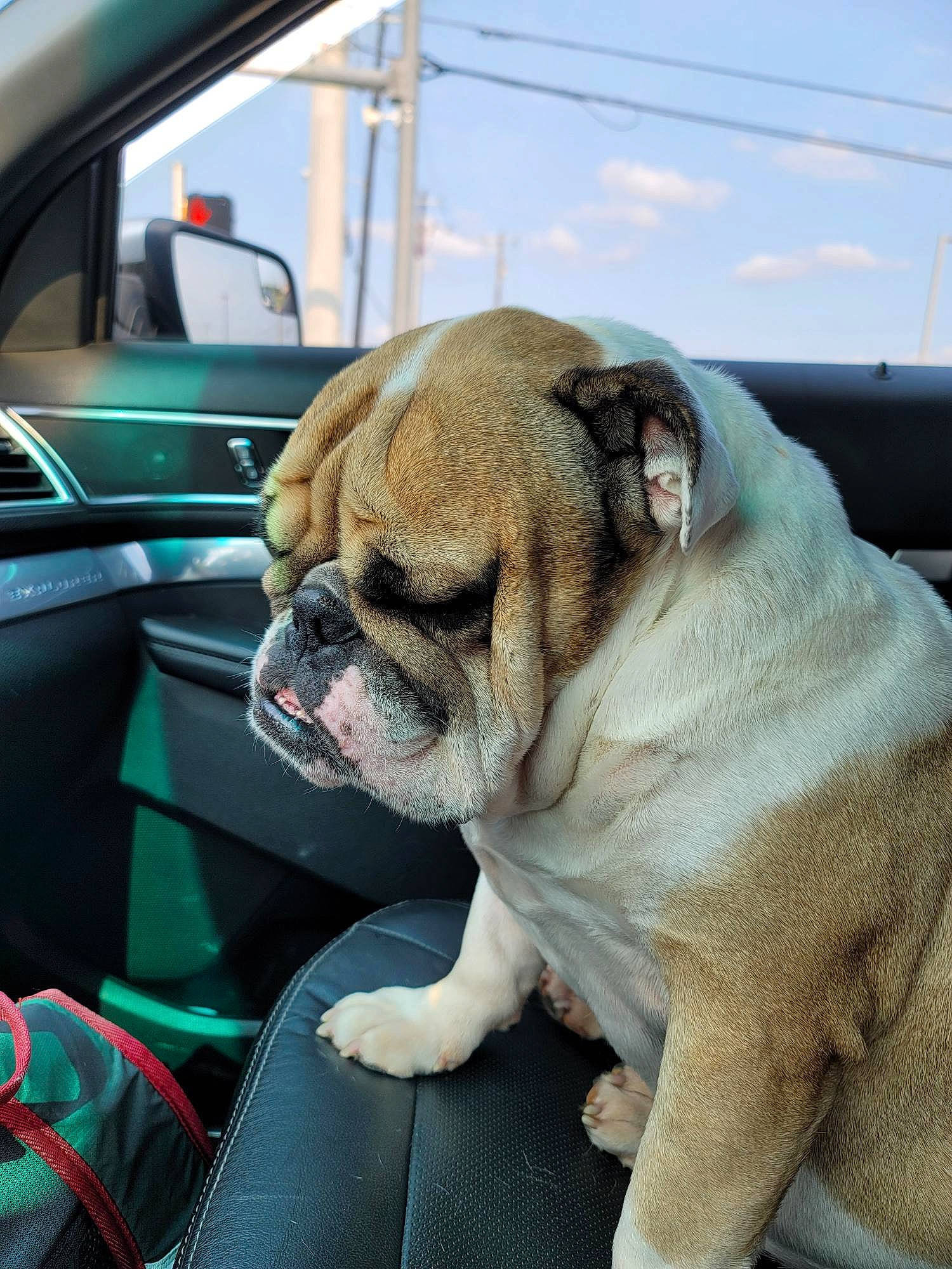 Tank is registered to the contest to win money with this photo: bulldog, car_seat_cover, carnivore, cloud, collar, companion_dog, dog, dog_breed, dog_collar, fawn, grass, personal_luxury_car, sky, snout, steering_wheel, toy_dog, vehicle_door, vertebrate, whiskers, wrinkle