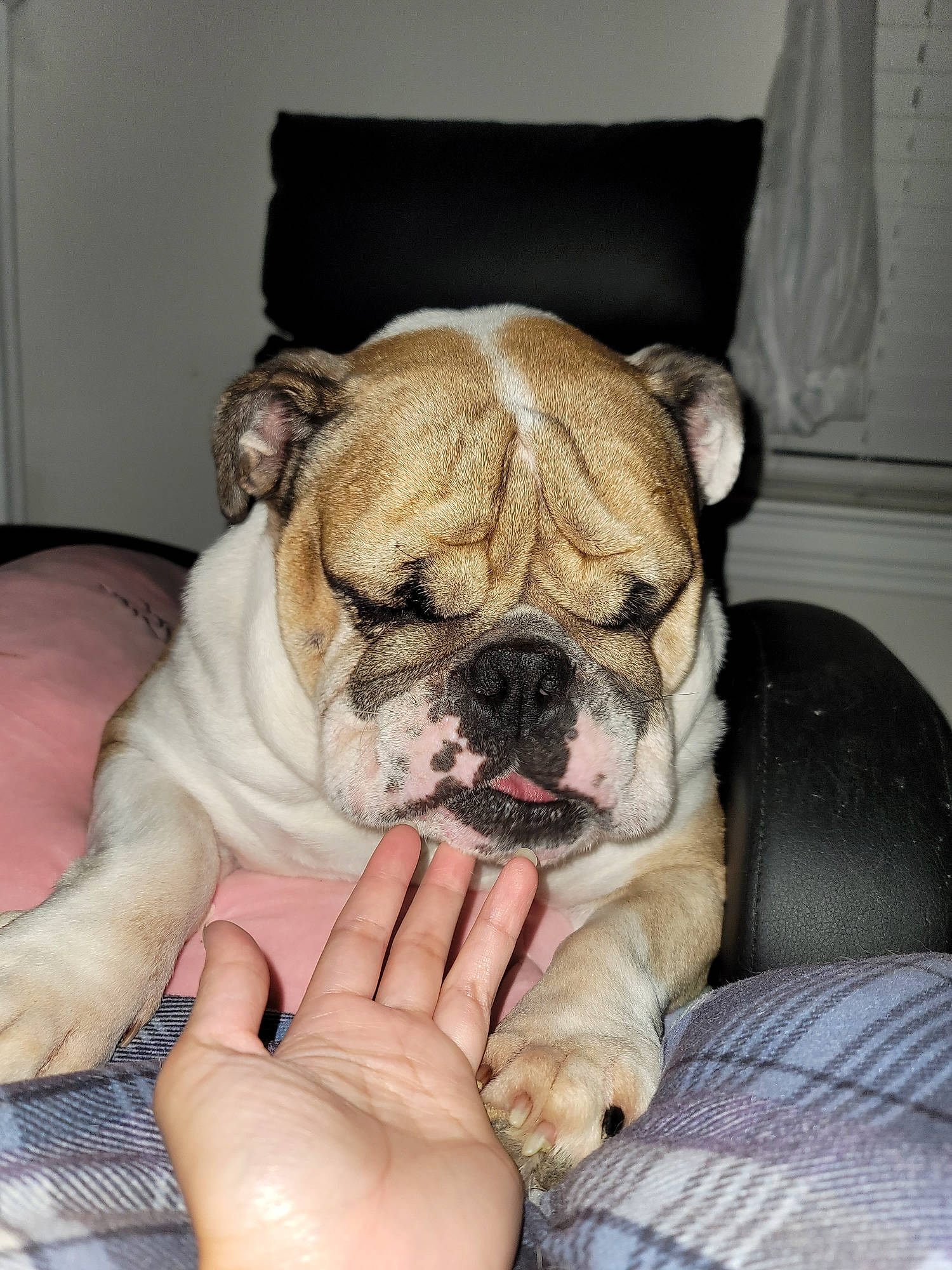 Tank is registered to the contest to win money with this photo: bored, bulldog, canidae, carnivore, comfort, companion_dog, dog, dog_breed, fawn, french_bulldog, fur, molosser, puppy_love, snout, sporting_group, terrestrial_animal, toy_dog, whiskers, working_animal, wrinkle