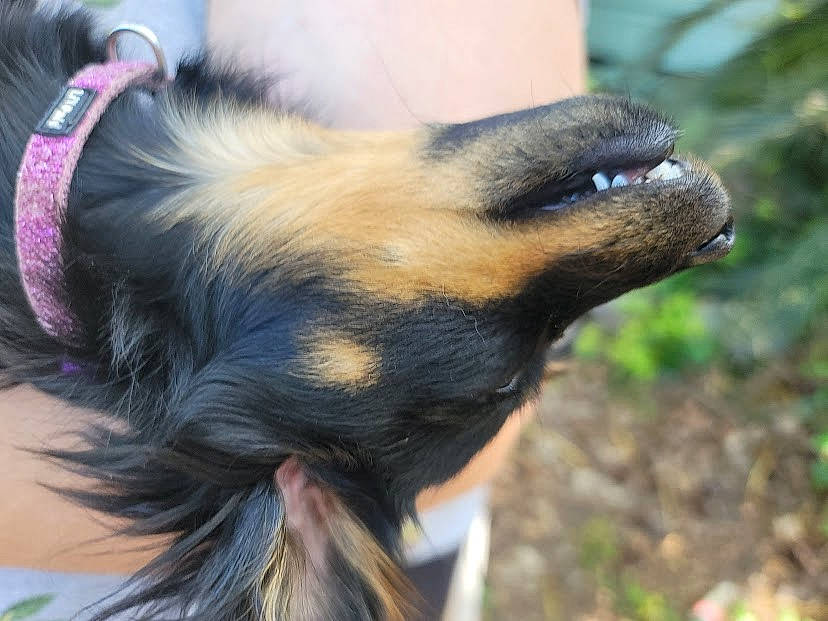 Ducky is registered to the contest to win money with this photo: canidae, carnivore, collar, companion_dog, dog, dog_breed, ear, fashion_accessory, fawn, fur, grass, liver, plant, snout, sporting_group, terrestrial_animal, toy_dog, whiskers, working_animal, working_dog