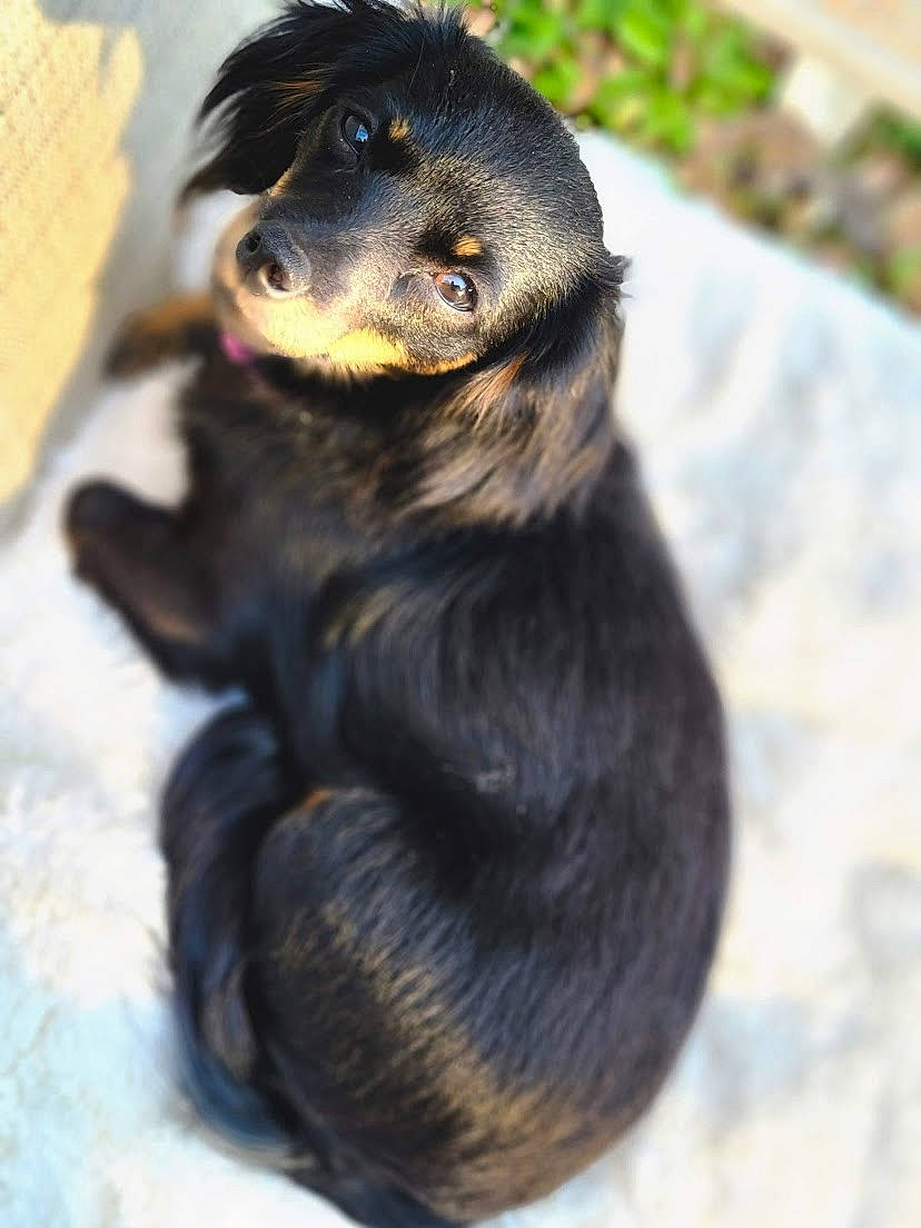 Ducky joined the competition — help win amazing prizes! canidae, carnivore, companion_dog, dog, dog_breed, fur, liver, paw, puppy, rottweiler, snout, sporting_group, terrestrial_animal, whiskers, working_animal, working_dog