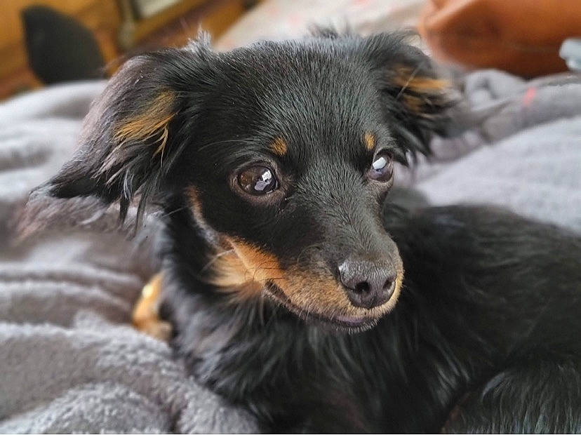 Ducky joined the competition — help win amazing prizes! canidae, carnivore, companion_dog, dog, dog_breed, ear, fur, snout, sporting_group, whiskers, working_animal, working_dog