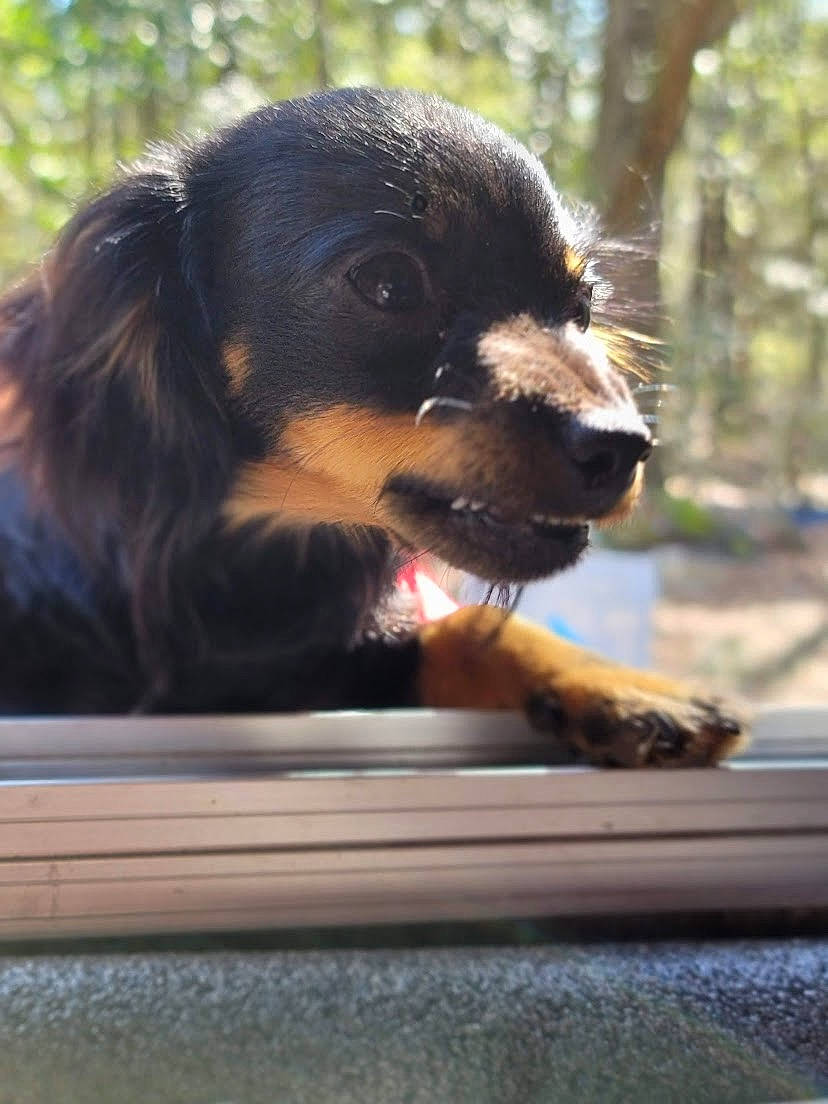 Ducky is registered to the contest to win money with this photo: canidae, carnivore, companion_dog, dog, dog_breed, fur, king_charles_spaniel, liver, paw, plant, snout, sporting_group, terrestrial_animal, tree, whiskers, window, windshield, working_dog