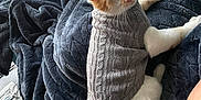 Jarod joined the competition — help win amazing prizes! cat, orange_and_white_cat, knitted_sweater, gray_sweater, blanket, blue_blanket, teal_couch, couch, indoor, pet, animal, fur, tail, relaxed, seated, home, textile, cozy, comfort, looking