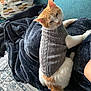 cat, orange_and_white_cat, knitted_sweater, gray_sweater, blanket, blue_blanket, teal_couch, couch, indoor, pet, animal, fur, tail, relaxed, seated, home, textile, cozy, comfort, looking