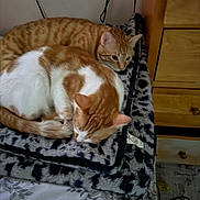 Jarod joined the competition — help win amazing prizes! cat, orange_tabby, white_cat, bed, blanket, floral_sheet, furniture, dorm_room, sleeping, resting, indoor, cozy, pet, animal, feline, two_cats, patterned_blanket, wooden_dresser, cable, relaxing