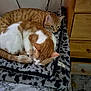 cat, orange_tabby, white_cat, bed, blanket, floral_sheet, furniture, dorm_room, sleeping, resting, indoor, cozy, pet, animal, feline, two_cats, patterned_blanket, wooden_dresser, cable, relaxing