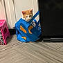 Jarod is registered to the contest to win money with this photo: cat, orange_cat, shopping_bag, blue_bag, kitchen_floor, tile_floor, pink_stool, black_appliance, curious_cat, indoor, pet, animal, feline, bag_handle, white_cabinet, flooring, household, domestic_animal, cute, sitting