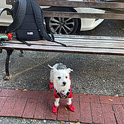 Lina is registered to the contest to win money with this photo: backpack, bench, black_backpack, car, curious, daytime, dog, leash, outdoor, parked_car, pavement, pet, red_booties, red_jacket, sidewalk, small_dog, street, urban, white_dog, wooden_bench