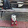 backpack, bench, black_backpack, car, curious, daytime, dog, leash, outdoor, parked_car, pavement, pet, red_booties, red_jacket, sidewalk, small_dog, street, urban, white_dog, wooden_bench