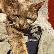 Tigresses participe au concours pour gagner de l'argent avec cette photo : cat, feline, pet, sleeping, cozy, blanket, fur, whiskers, paw, relaxed, indoor, closeup, warm_light, resting, comfortable, animal, cute, soft, home, nap