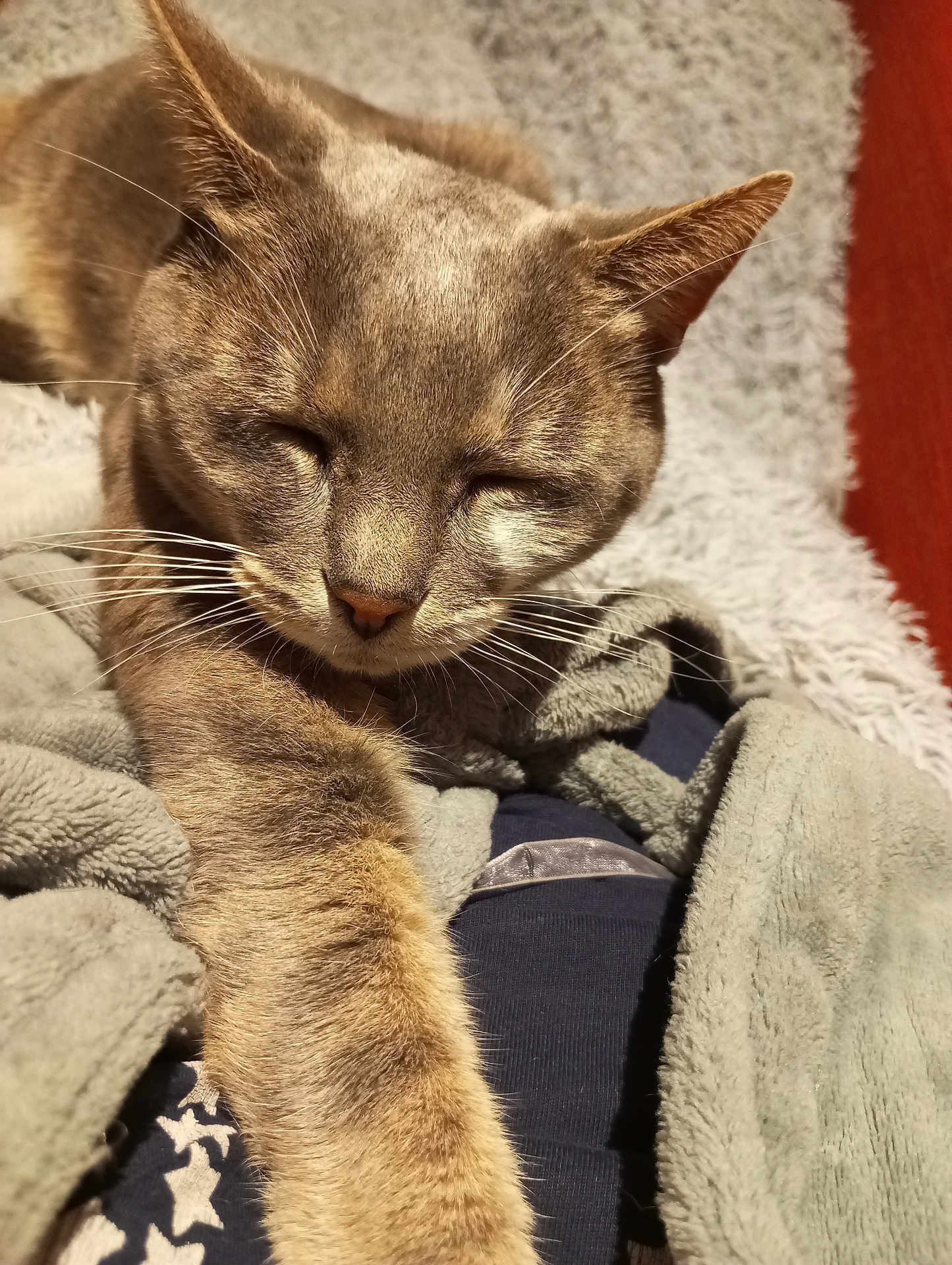 Tigresses participe au concours pour gagner de l'argent avec cette photo : cat, feline, pet, sleeping, cozy, blanket, fur, whiskers, paw, relaxed, indoor, closeup, warm_light, resting, comfortable, animal, cute, soft, home, nap