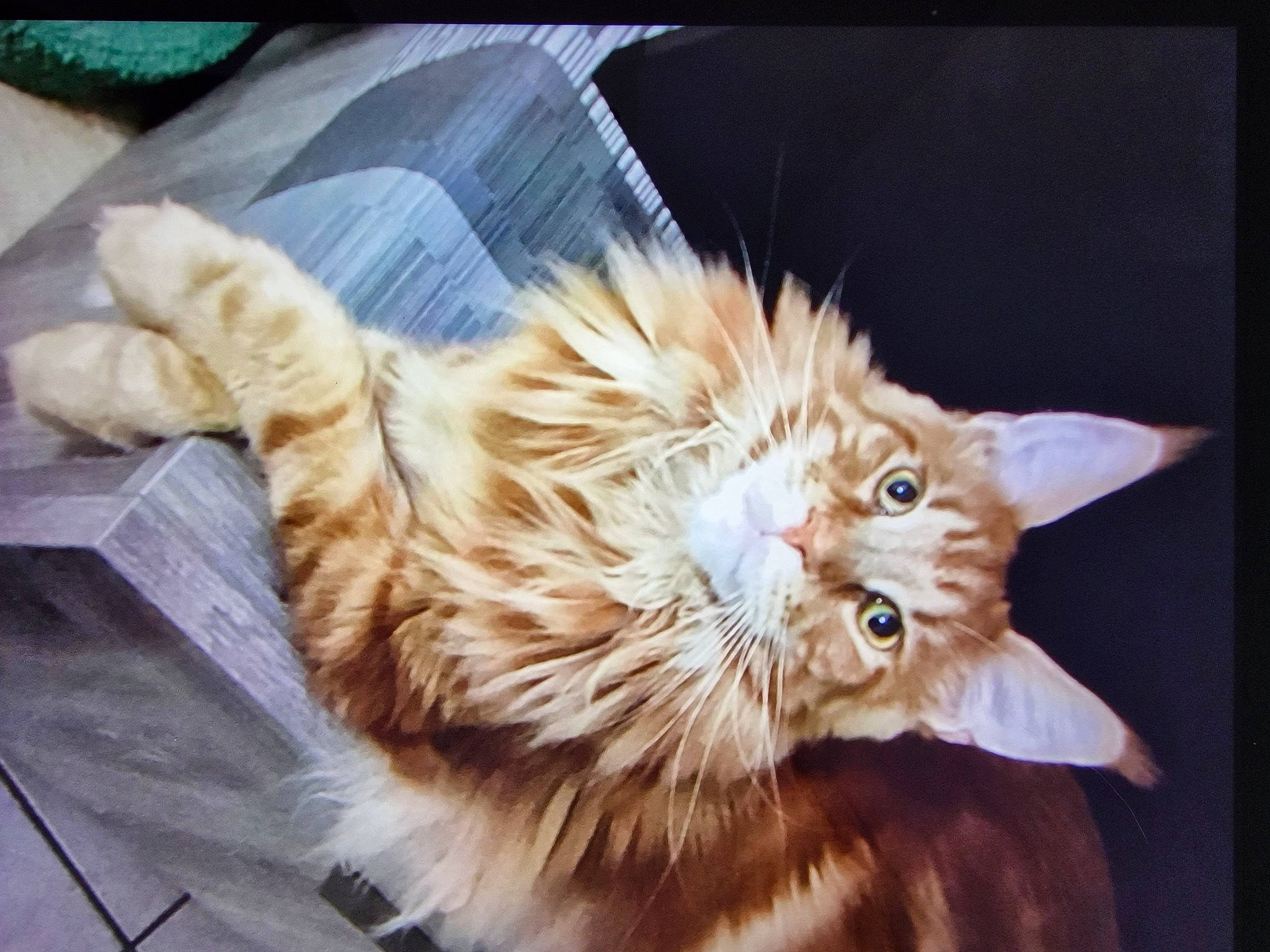 Tao participe au concours pour gagner de l'argent avec cette photo : bed, canidae, carnivore, cat, claw, comfort, companion_dog, computer_keyboard, dog_breed, ear, fawn, felidae, fur, paw, small_to_medium_sized_cats, snout, tail, terrestrial_animal, whiskers