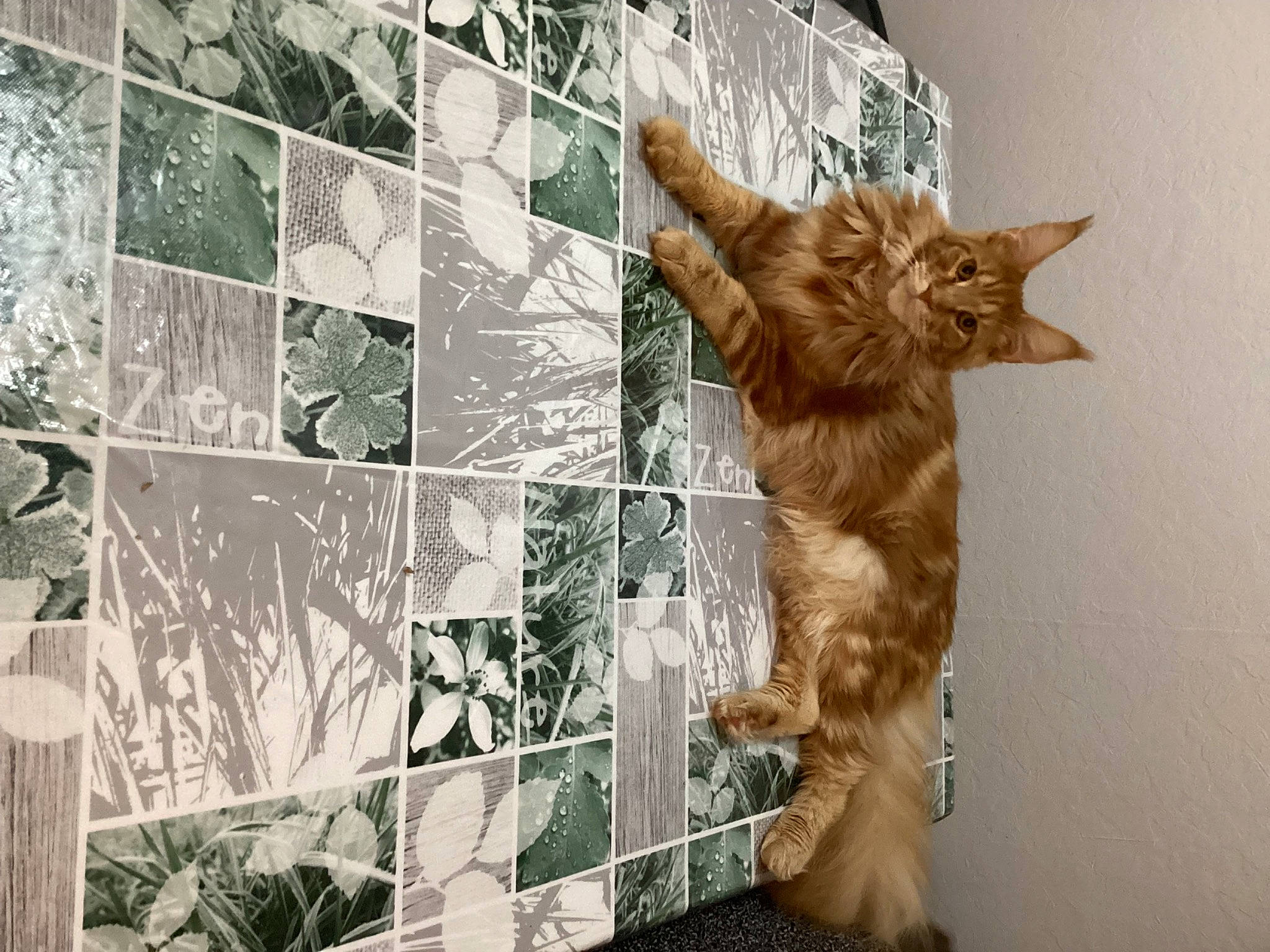 Tao participe au concours pour gagner de l'argent avec cette photo : art, carnivore, cat, domestic_short_haired_cat, fawn, felidae, flooring, fur, glass, organism, pattern, room, small_to_medium_sized_cats, tail, tree, visual_arts, whiskers, wood