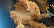 Roosevelt is registered to the contest to win money with this photo: cat, orange_cat, lap, person, tattoo, indoor, furniture, relaxing, seated, legs, casual, grooming, paw, shirt, jeans, chair, home, resting, animal, pet