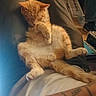 cat, orange_cat, lap, person, tattoo, indoor, furniture, relaxing, seated, legs, casual, grooming, paw, shirt, jeans, chair, home, resting, animal, pet