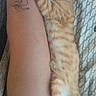Roosevelt is registered to the contest to win money with this photo: cat, kitten, orange_tabby, sleeping, leg, tattoo, bed, blanket, human, skin, clothing, denim, comfort, nap, resting, striped, paw, cute, feline, relaxation