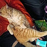 Roosevelt joined the competition — help win amazing prizes! cat, orange_tabby, sleeping, person, red_hoodie, lap, indoor, relaxing, feline, clothing, hand, snack_pack, cup, black_bag, fur, paw, stretching, casual, home, resting