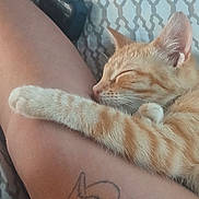 Roosevelt is registered to the contest to win money with this photo: cat, kitten, sleeping, orange_tabby, arm, tattoo, person, bed, bedspread, pattern, phone, resting, cozy, indoor, closeup, paw, feline, pet, relaxing, nap