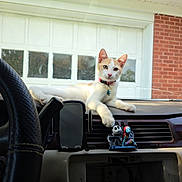 Bo is registered to the contest to win money with this photo: cat, dashboard, car_interior, figurines, steering_wheel, garage_door, brick_wall, window, collar, pet, animal, indoor, resting, white, orange, paw, toy, decor, daylight, relaxing