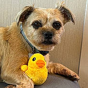 Olivia is registered to the contest to win money with this photo: dog, plush_toy, yellow_duck, indoor, pet, fur, collar, toy, animal, cute, brown, small_dog, face, paw, resting, looking_at_camera, wood_panel, gray_surface, domestic_animal, closeup