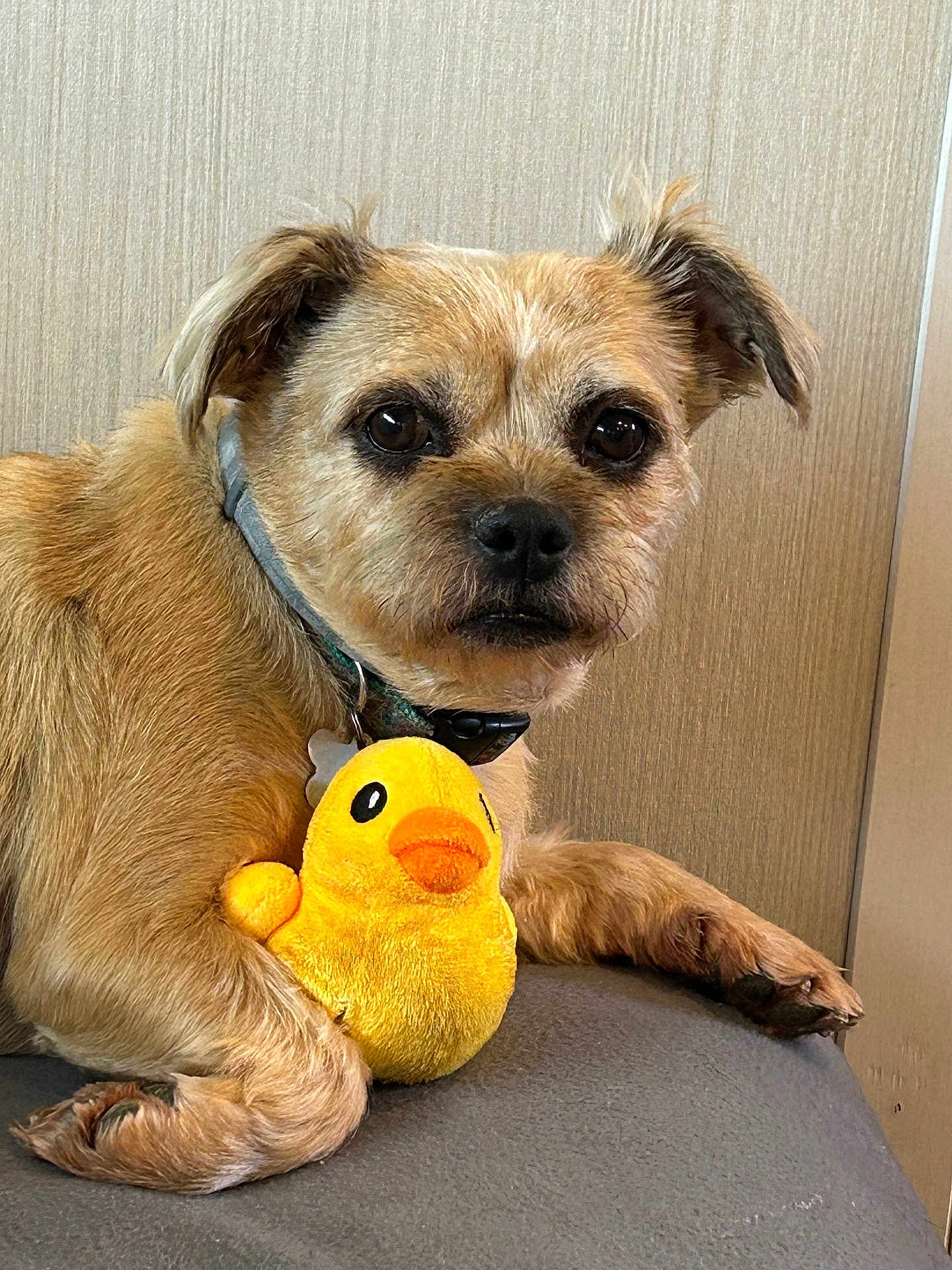 Olivia is registered to the contest to win money with this photo: dog, plush_toy, yellow_duck, indoor, pet, fur, collar, toy, animal, cute, brown, small_dog, face, paw, resting, looking_at_camera, wood_panel, gray_surface, domestic_animal, closeup