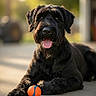 dog, black_dog, pet, animal, tongue_out, ball, playful, outdoor, sunlight, concrete, paw, portrait, happy, canine, furry, laying_down, toy, daylight, close_up, cute