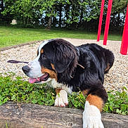 Athéna a rejoint le concours — aidez-le/la à gagner de superbes lots ! dog, berner_mountain_dog, bernese_mountain_dog, puppy, fluffy, black_white_brown, tricolor, tongue_out, lying_down, outdoor, garden, playground, grass, trees, greenery, wooden_border, gravel, collar, happy, portrait