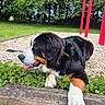 dog, berner_mountain_dog, bernese_mountain_dog, puppy, fluffy, black_white_brown, tricolor, tongue_out, lying_down, outdoor, garden, playground, grass, trees, greenery, wooden_border, gravel, collar, happy, portrait