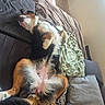 Athéna a rejoint le concours — aidez-le/la à gagner de superbes lots ! dog, tricolor_dog, pet, canine, lying_down, upside_down, belly_up, fluffy, fur, paws, paw_pads, relaxed, sleeping, playful, couch, sofa, blanket, cushions, indoor, cozy