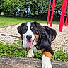 Athéna participe au concours pour gagner de l'argent avec cette photo : dog, bernese_mountain_dog, puppy, tricolor, black_white_brown, floppy_ears, tongue_out, happy, sitting, lying_down, outdoor, playground, swings, park, grass, gravel, trees, wooden_border, leash, portrait
