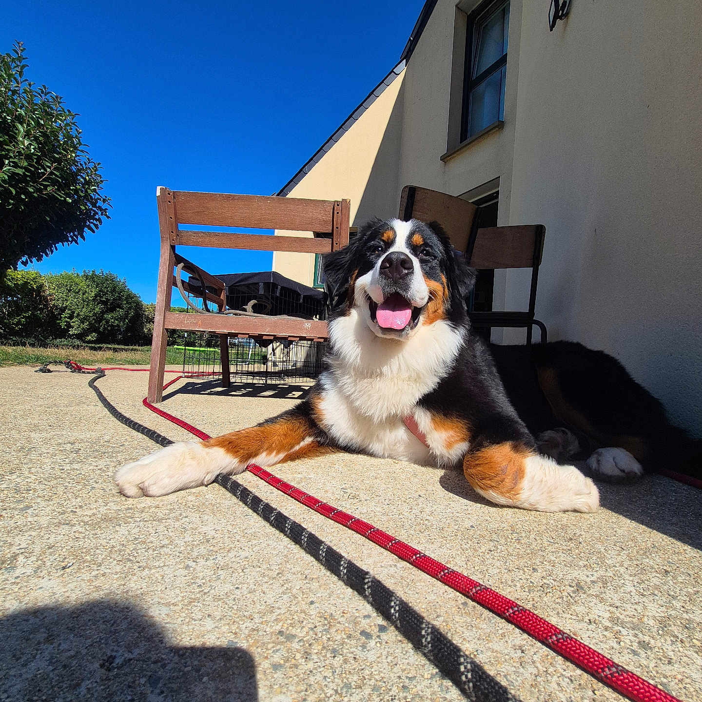 Athéna a rejoint le concours — aidez-le/la à gagner de superbes lots ! dog, bernese_mountain_dog, large_breed, tricolor, fluffy, happy, panting, tongue, lying_down, outdoor, patio, sunlight, house, garden, chairs, kennel, leash, blue_sky, portrait, pet