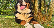 Athéna participe au concours pour gagner de l'argent avec cette photo : dog, bernese_mountain_dog, puppy, pet, animal, tricolor, black_and_white, brown, tongue, open_mouth, happy, sitting, lying_down, outdoor, garden, grass, trees, foliage, nature, portrait