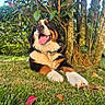 dog, bernese_mountain_dog, puppy, pet, animal, tricolor, black_and_white, brown, tongue, open_mouth, happy, sitting, lying_down, outdoor, garden, grass, trees, foliage, nature, portrait