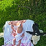 baby, blanket, calf, grass, animal, infant, outdoor, white_clothing, nature, sunlight, peaceful, lying_down, greenery, cute, resting, young_animal, summer, portrait, baby_blanket, farm