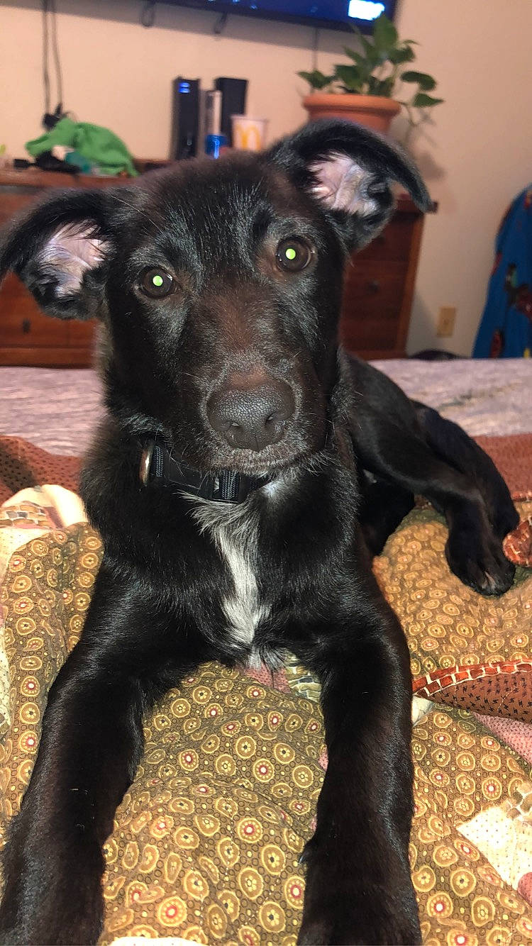 Smokey joined the competition — help win amazing prizes! canidae, carnivore, comfort, companion_dog, dog, dog_breed, fur, guard_dog, pet_supply, snout, sporting_group, terrestrial_animal, tongue, vertebrate, whiskers, working_animal, working_dog